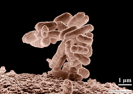 Beneficial Soil Microbe