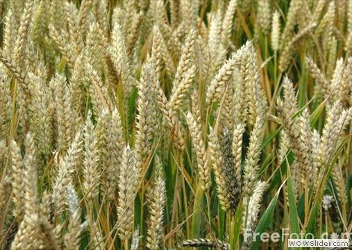 Healthy Organic Wheat