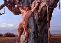 Crucifixion On a Tree